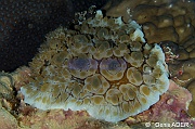 Asteronotus cf cespitosus Discodoris geante-Wakatobi Moga Island-12m-20180530nuit-Denis-ADER-DSC_2411_tn